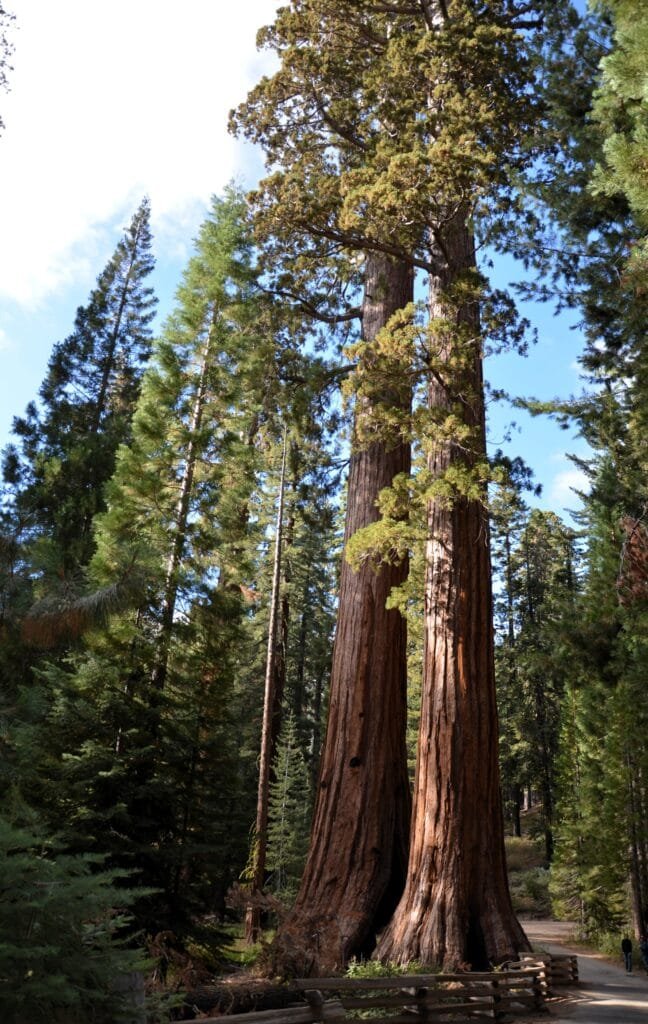 Sequoias géants Californie USA road trip sur mesure